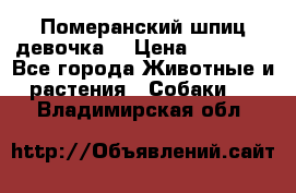 Померанский шпиц девочка  › Цена ­ 50 000 - Все города Животные и растения » Собаки   . Владимирская обл.